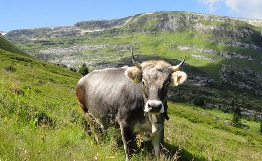 Milch- und Landwirtschaft